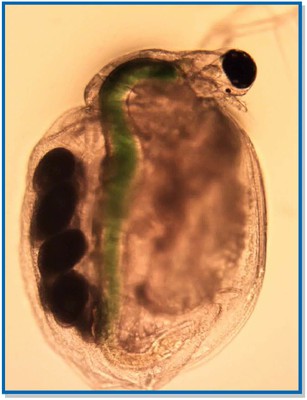 ceriodaphnia-new.jpg