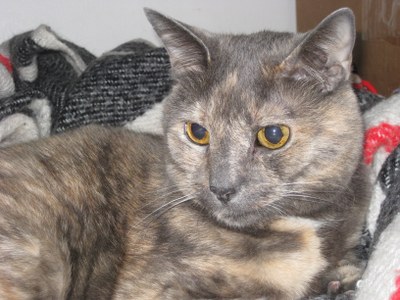 kitty.jpg